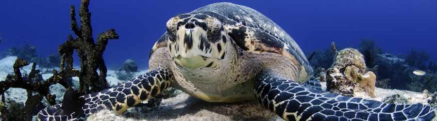 PADI Advanced Open Water Certification 5