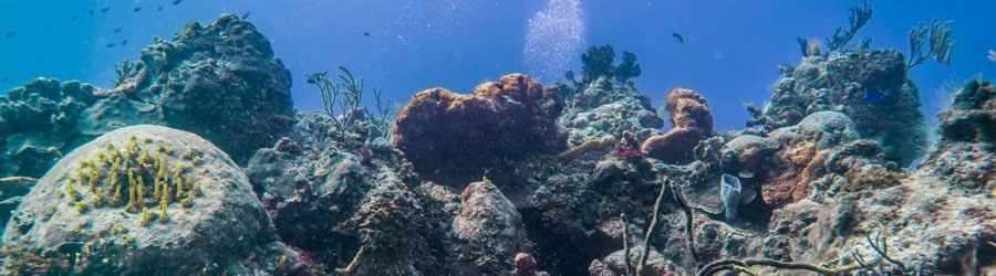 PADI Advanced Open Water Certification 7