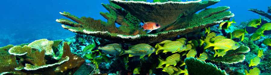 Cozumel Jungle & Beach ATV Tour 1