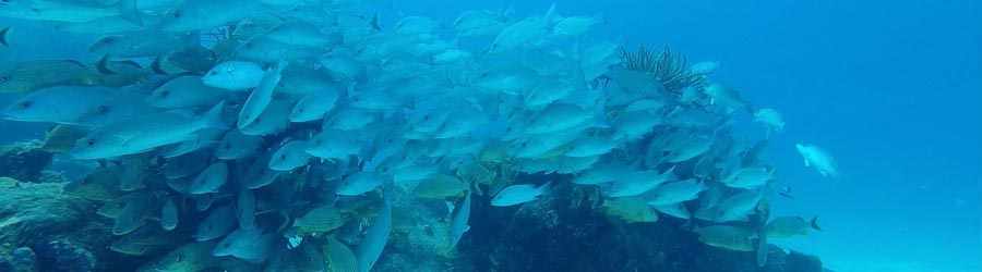 Chankanaab All Inclusive 5