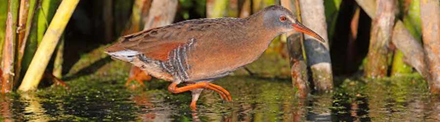 Cozumel Bird Watching Trails 4