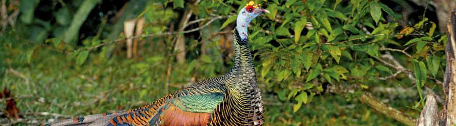 Cozumel Bird Watching Trails 7