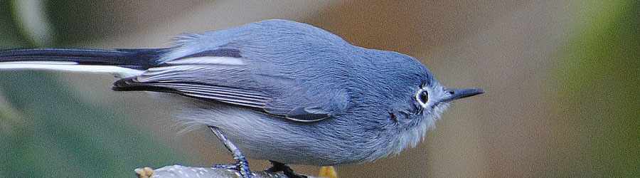 Cozumel Bird Watching Trails 8