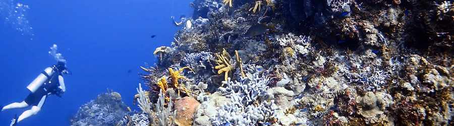 Discover Scuba Diving Cozumel 4