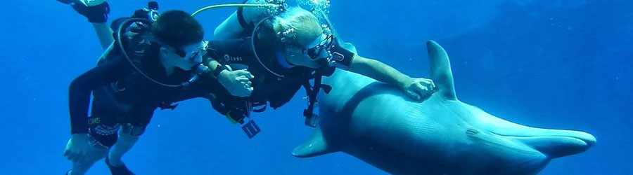 Dive With Dolphins in Cozumel 3