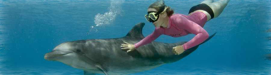 Dive With Dolphins in Cozumel 5