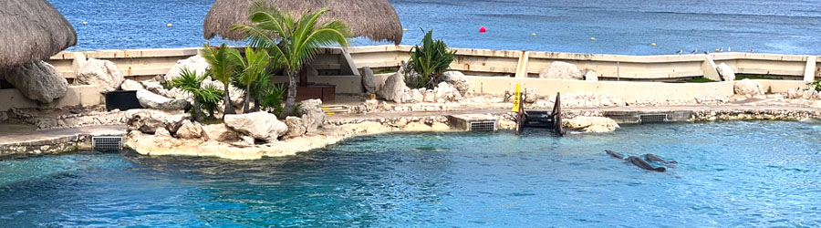 Cozumel Dolphin Encounter 8