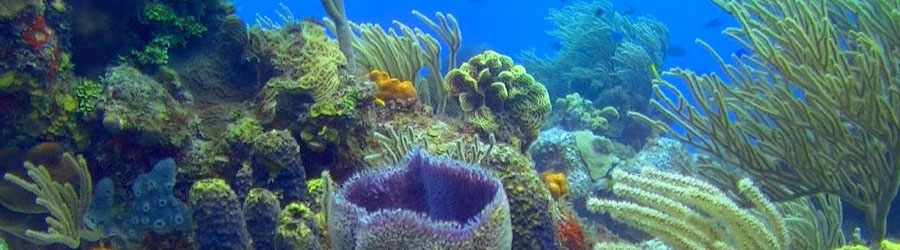 Cozumel 3 Reef Snorkel Express & Beach Break 3