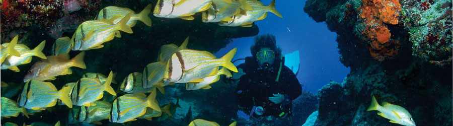 Cozumel Scuba Diving (2-Tank) 1