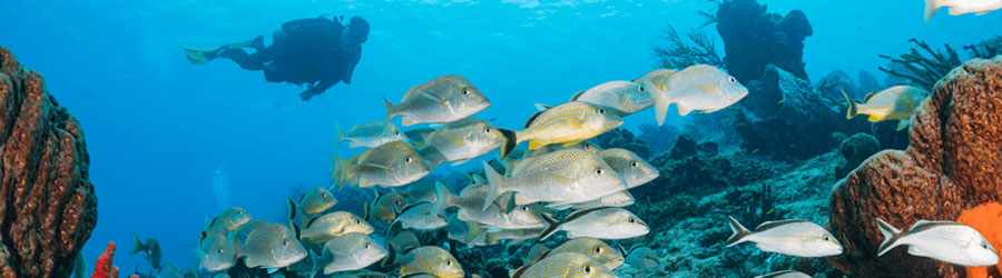 Cozumel Scuba Diving (2-Tank) 4