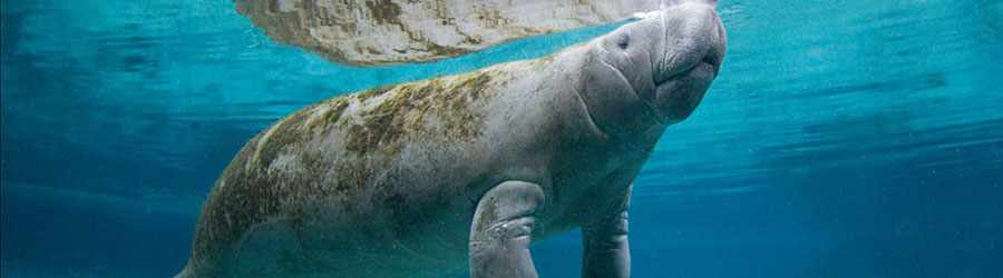 Manatee Encounter Cozumel 4