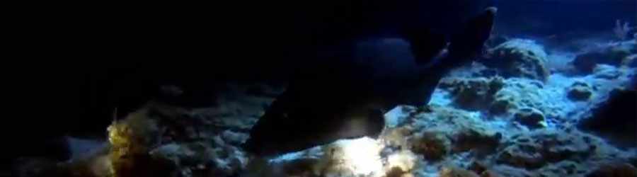 Cozumel Night Dive 2