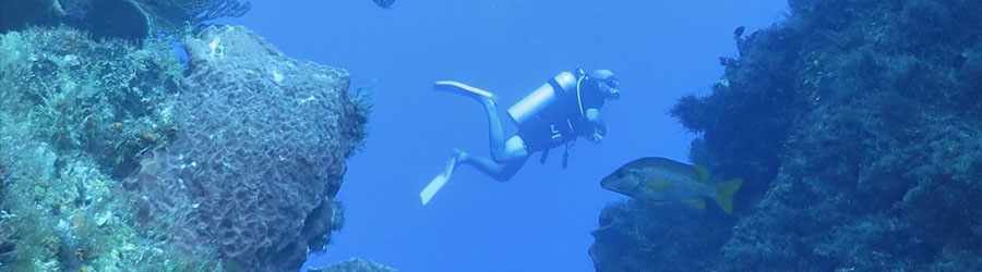 PADI Open Water Certification 3