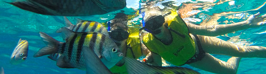 El Cielo, Palancar & Colombia Reef Snorkeling Tour 4