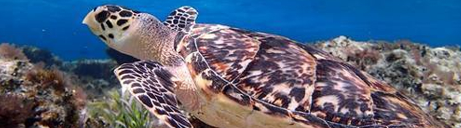 Private Catamaran Sunset Sailing in Cozumel 5