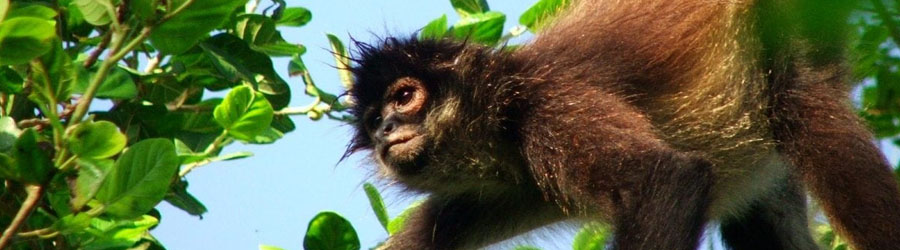 Cozumel Private Tulum + Coba Mayan Ruins 2