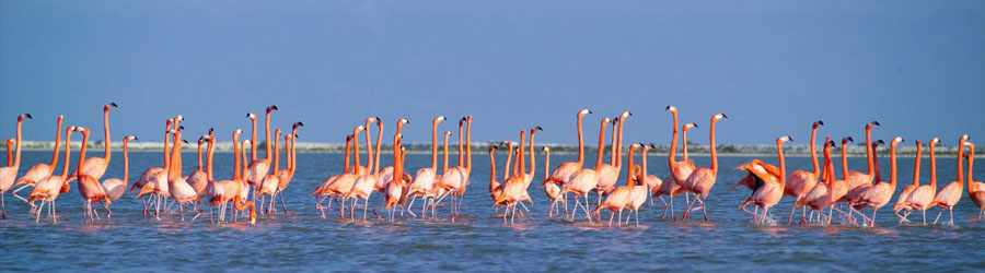 Ek Balam Mayan Ruins + Rio Lagartos Eco Tour< 3