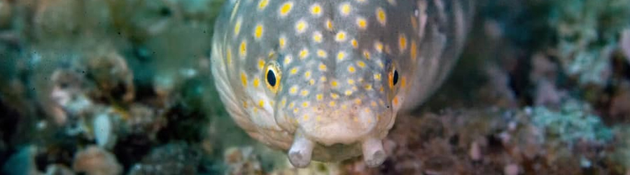 2 Reef Glass Bottom Snorkeling Excursion 5