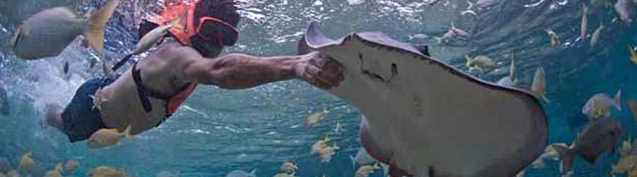 Stingray Encounter & Beach Break in Cozumel 4