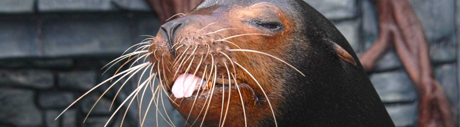 Cozumel Sea Lion Discovery 3
