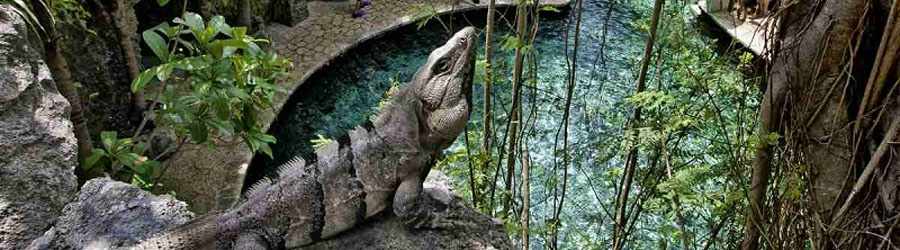 Private Xcaret Express 4