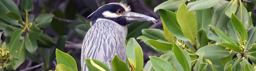 Sierra Madre Mexico Birding Excursion 6