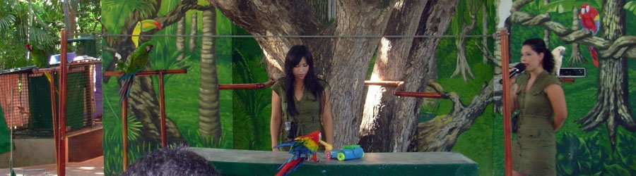 Sierra Madre Mexico Birding Excursion 7