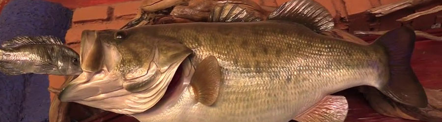 All-Inclusive El Salto Lake Trophy Bass Fishing from Mazatlan 8