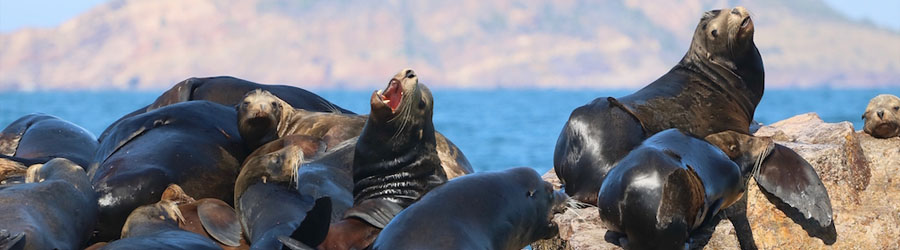 Mazatlan Custom Self-Drive Highspeed Mini Motorboat Excursion 8