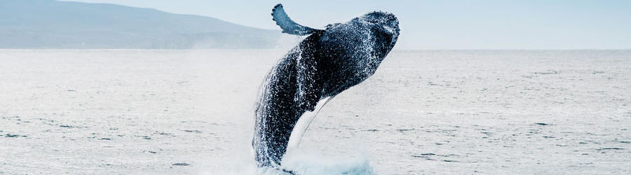 Mazatlan Whale Watching Eco Tour 3