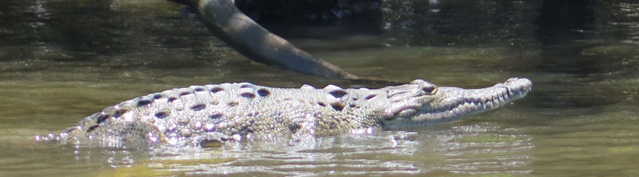 Discover San Blas and La Tovara Mangroves Adventure 7