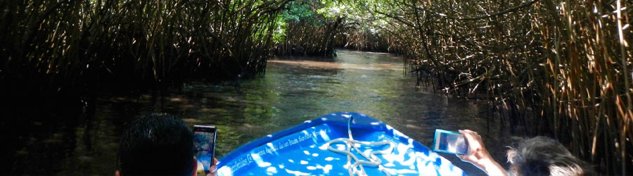 Discover San Blas and La Tovara Mangroves Adventure 8