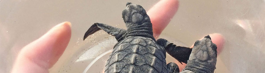 Mazatlan Sea Turtle Release & Mangroves Tour 4