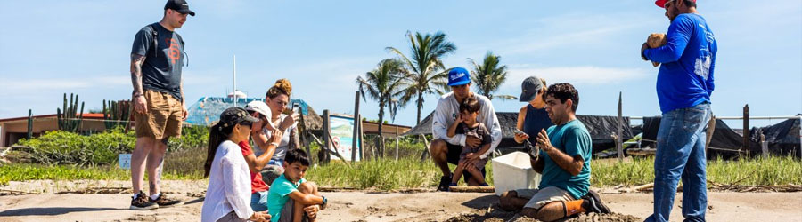 Mazatlan Sea Turtle Release & Mangroves Tour 5