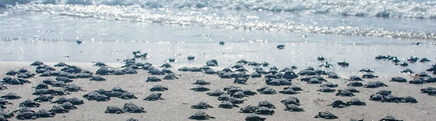 Mazatlan Sea Turtle Release & Mangroves Tour 6