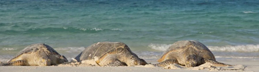 Mazatlan Sea Turtle Release & Mangroves Tour 7