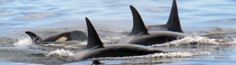 Mazatlan Wild Dolphin Eco Tour 1