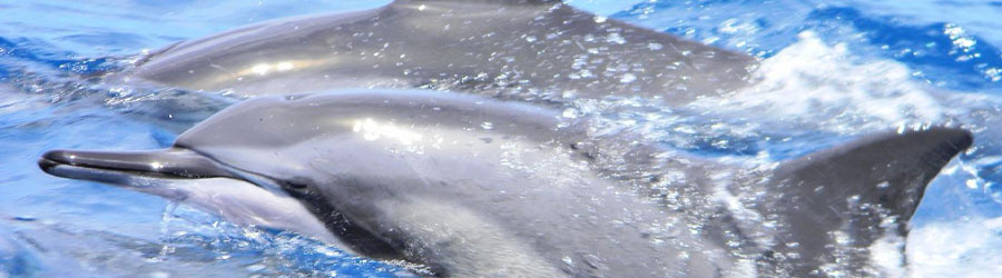 Mazatlan Wild Dolphin Eco Tour 4