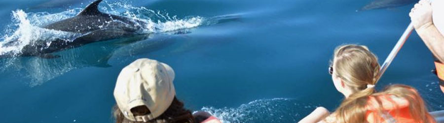 Mazatlan Wild Dolphin Eco Tour 5