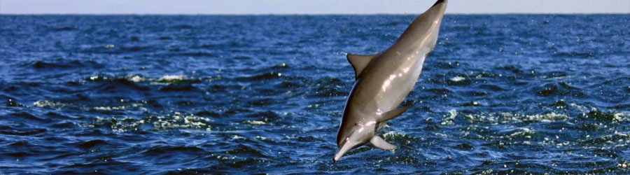 Mazatlan Wild Dolphin Eco Tour 6