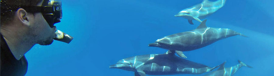 Mazatlan Wild Dolphin Eco Tour 8