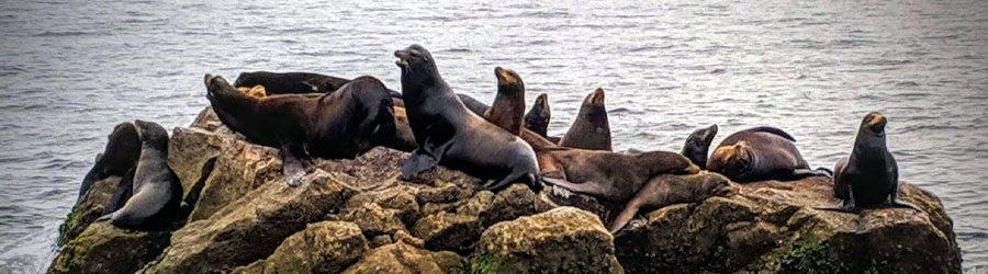 Yate Fiesta Mazatlan Harbor Cruise 7