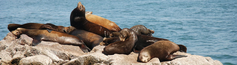 Yate Fiesta Mazatlan Harbor Cruise 8