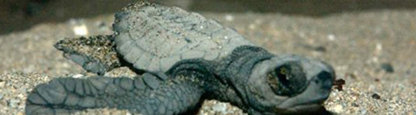 Puerto Vallarta Turtle Release Adventure 1