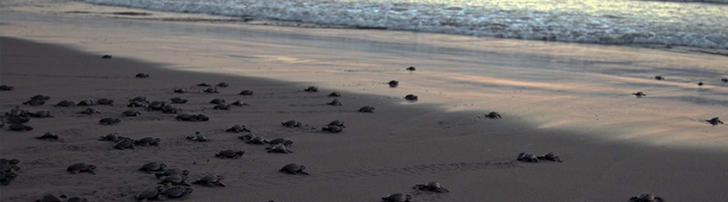 Puerto Vallarta Turtle Release Adventure 7