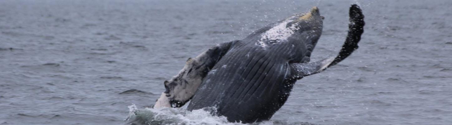 Banderas Bay Express Whale Watching & Sailing Tour 8