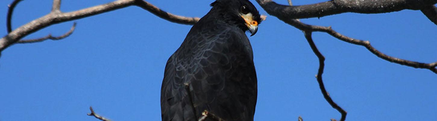 Birds of Tropical Paradise + Botanical Gardens Tour 2