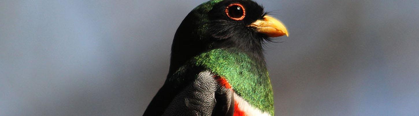 Birding Sierra Del Vallejo, San Pancho & Sayulita Estuaries 2