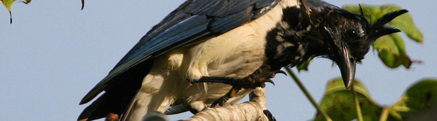 Birding Sierra Del Vallejo, San Pancho & Sayulita Estuaries 4