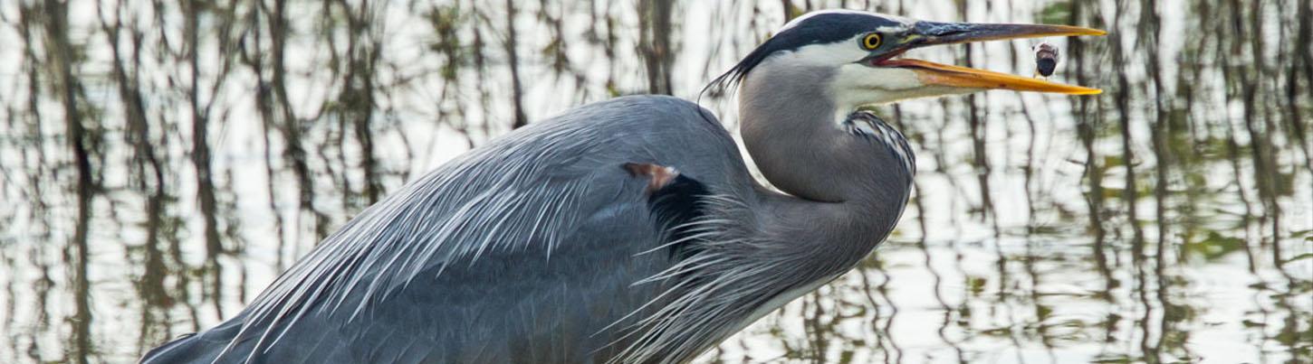 Birding Sierra Del Vallejo, San Pancho & Sayulita Estuaries 5